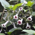 Paederia scandens