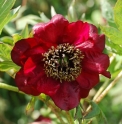 Paeonia delavayi 