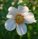 Paeonia emodi