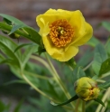 Paeonia lutea (pivoine arbustive jaune)