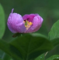 Paeonia obovata