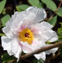 Paeonia ostii