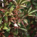 Parthenocissus henryana 
