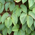Parthenocissus himalayana