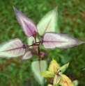 Persicaria microcephala 'Silver Dragon'