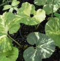 Petasites japonicus 'Nishiki Buki' 