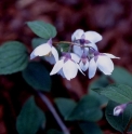 Philadelphus calvescens