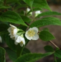 Philadelphus pekinensis