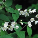 Philadelphus satsumi