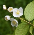 Philadelphus sericanthus