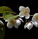 Philadelphus tomentosus DS16