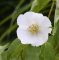 Philadelphus triflorus