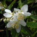 Philadelphus caucasicus 