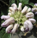 Phlomis cashmeriana