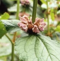 Phlomis macrophylla IN2377