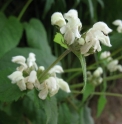 Phlomis umbrosa 'White form'