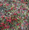 Photinia niitakayamensis CMBTW1692