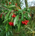 Photinia niitakayamensis CMBTW1654