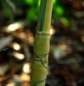 Phyllostachys aurea 'Koï'