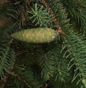 Picea neoveitchii