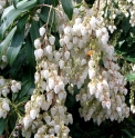 Pieris japonica CMBJP1935