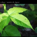 Pinellia tripartita 'Les Avettes'
