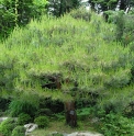 Pinus densiflora