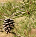 Pinus virginiana US5037