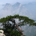 Pinus tabuliformis