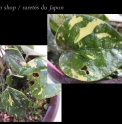 Piper kadsura 'Variegata'