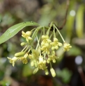 Pittosporum illicioides var.angustifolium