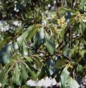 Pittosporum brevicalyx