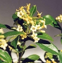 Pittosporum truncatum