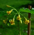 Pittosporum aff.undulatifolium CBCH781