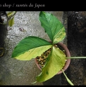 Pinellia tripartita 'Hinode'