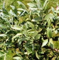 Podocarpus (Nageia) nagi