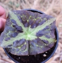 Podophyllum sp. Chine