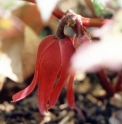 Podophyllum delavayi 