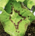 Podophyllum difforme