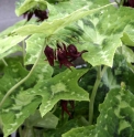 Podophyllum 'Goyoren'