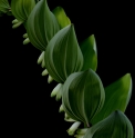 Polygonatum odoratum 'Akagiku'