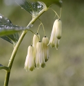 Polygonatum arisanense