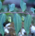 Polygonatum cyrtonema