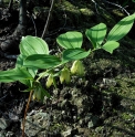 Polygonatum desoulavyi var.yezoense BSWJ764