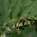 Polygonatum falcatum