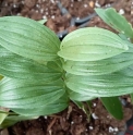 Polygonatum humile