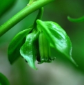 Polygonatum inflatum