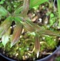 Polygonatum kingianum 'Yellow flowering' BSWJ6545