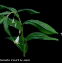 Polygonatum odoratum 'Koryu'