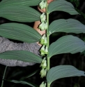 Polygonatum macranthum 